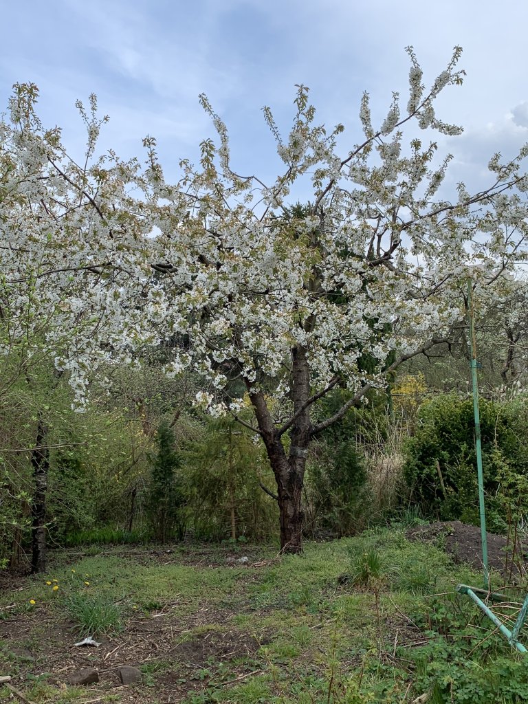 Moje pierwsze korzenie