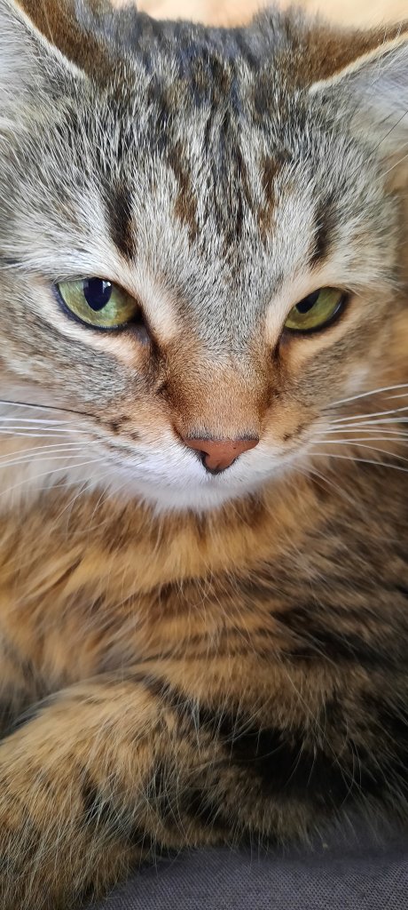 Molly
