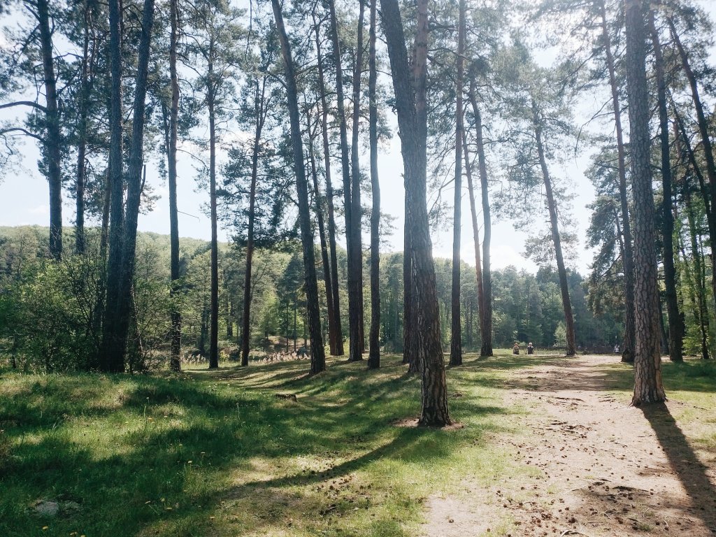 The forest.