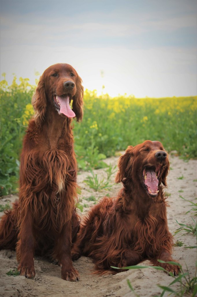 FRED I WILLY