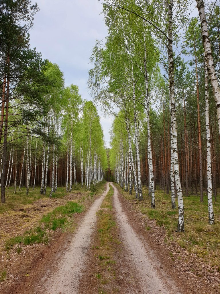 spacerkiem po lesie
