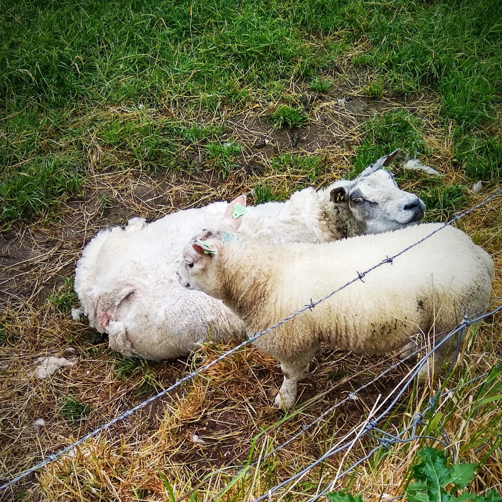 24.05.2020 Wervershoof