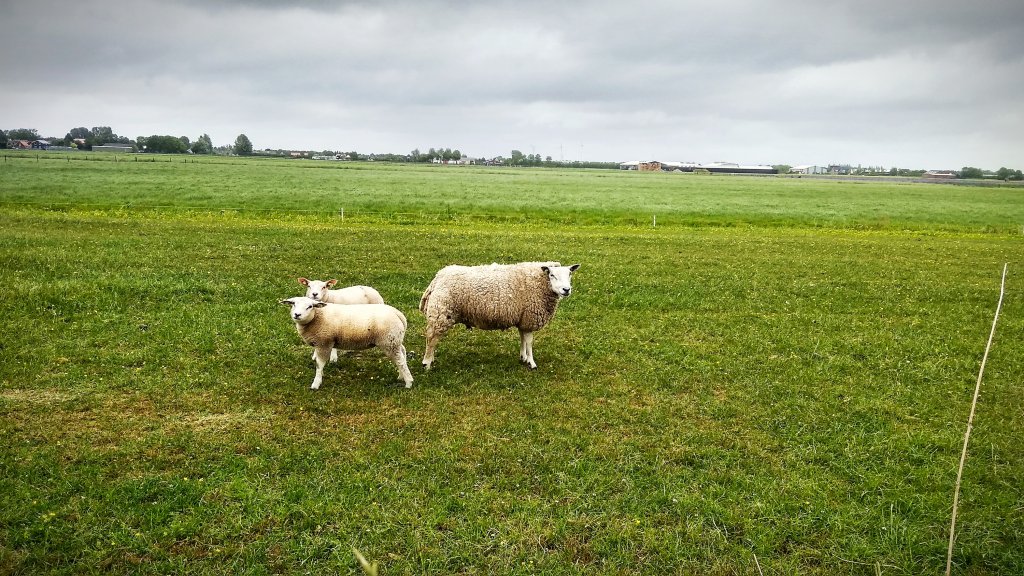 24.05.2020 Wervershoof
