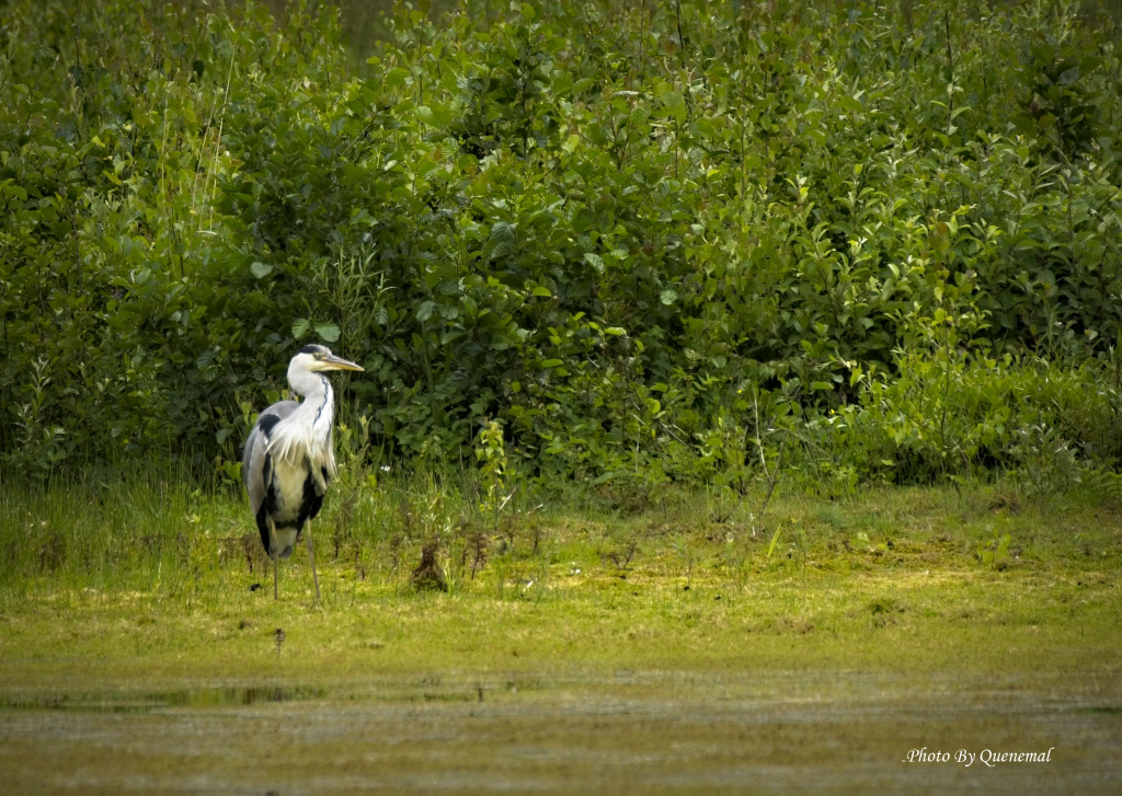 Plenerowo - Brockholes Preston
