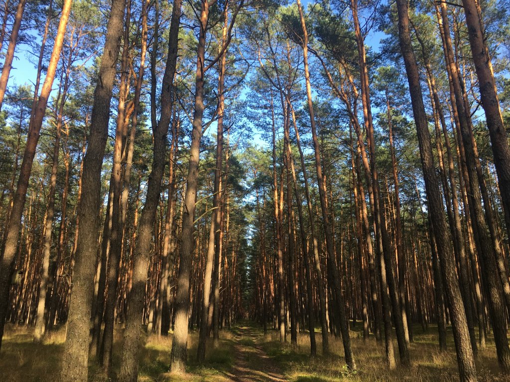 20 km z komarami