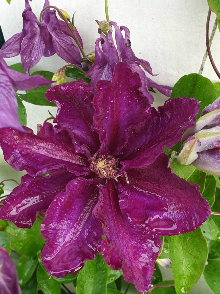 clematis...