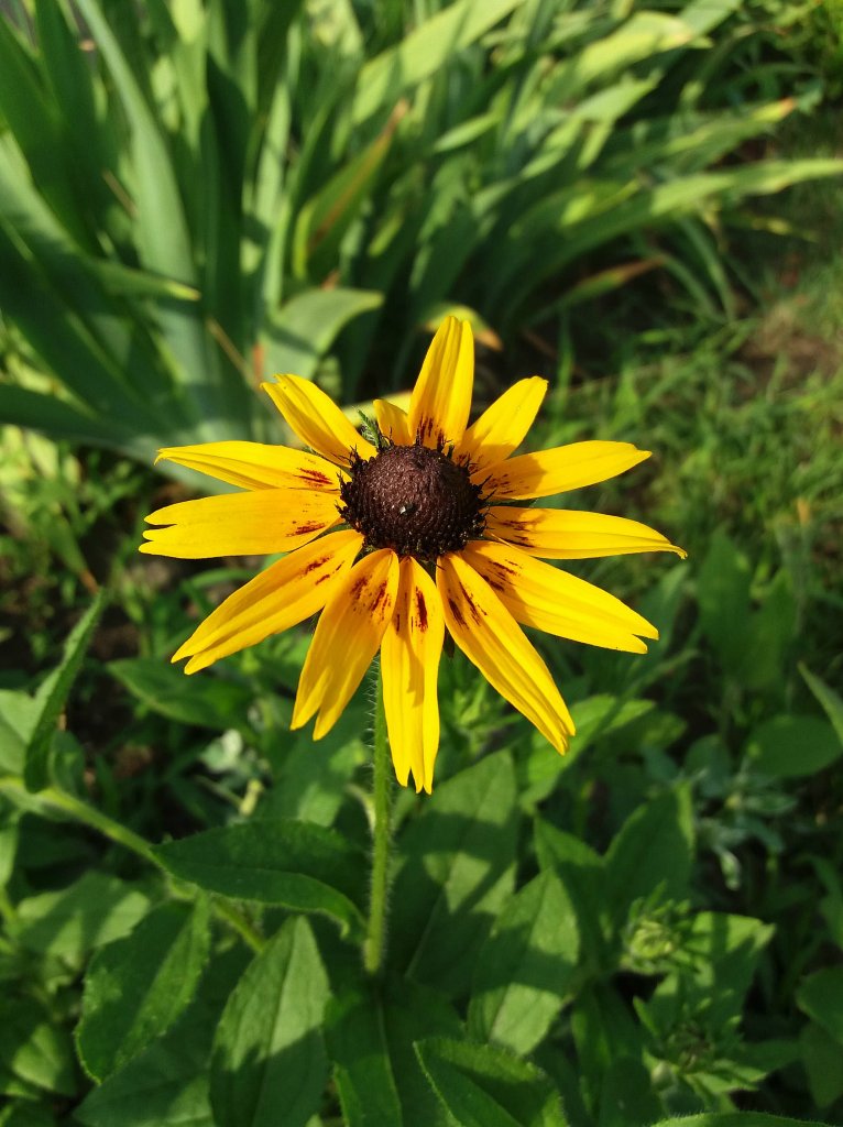 Rudbekia
