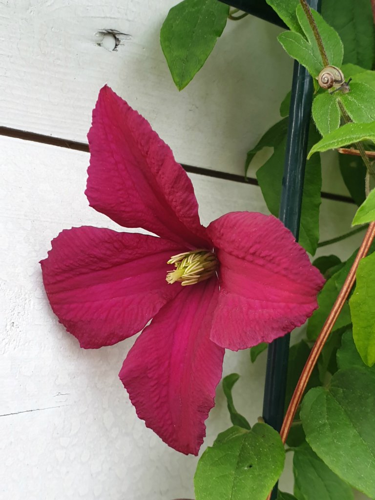 clematis z koleg ;)...