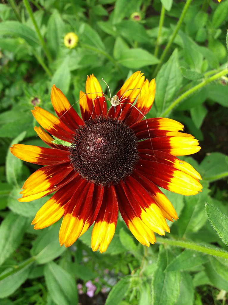 Rudbekia z koleg .