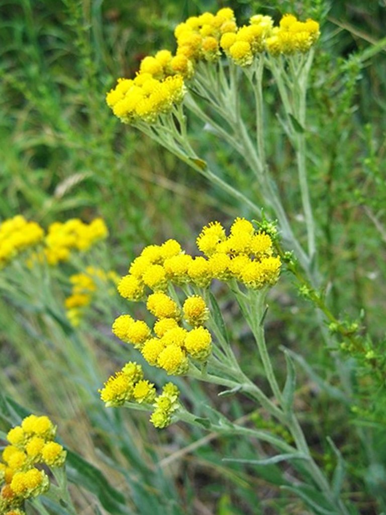 kocanka piaskowa