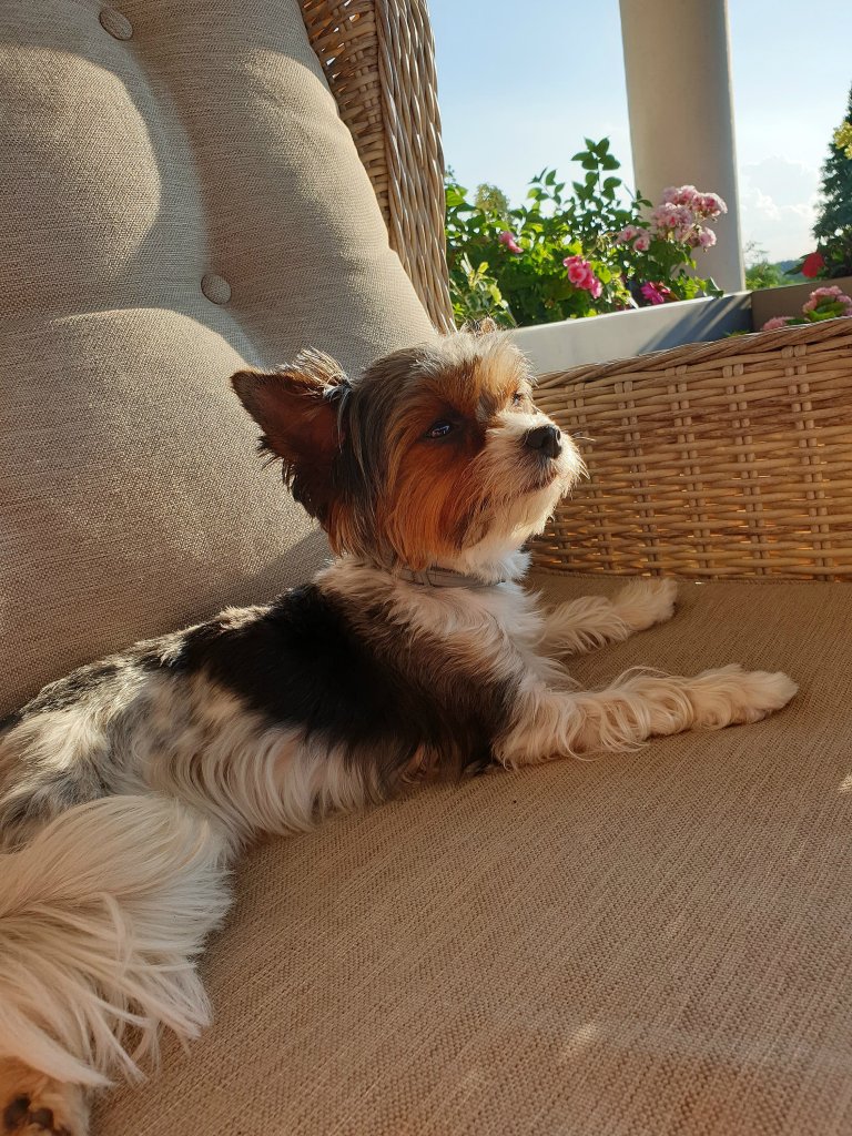 Mj drugi pupilek..
