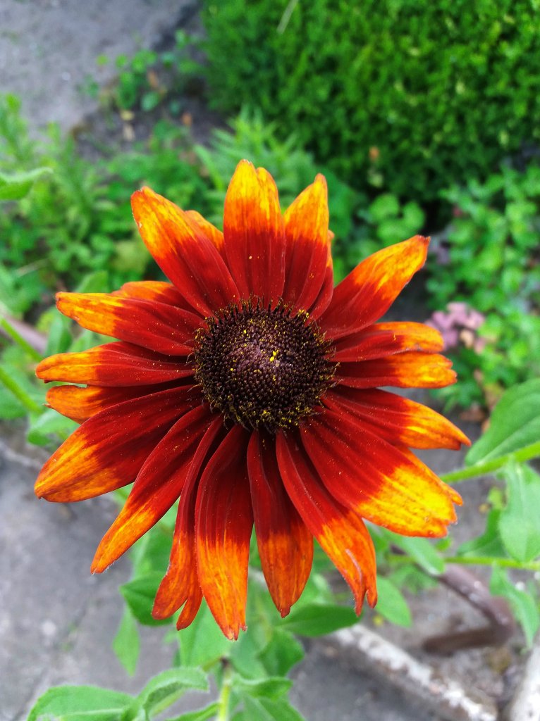 rudbekia nadal kwitnie 