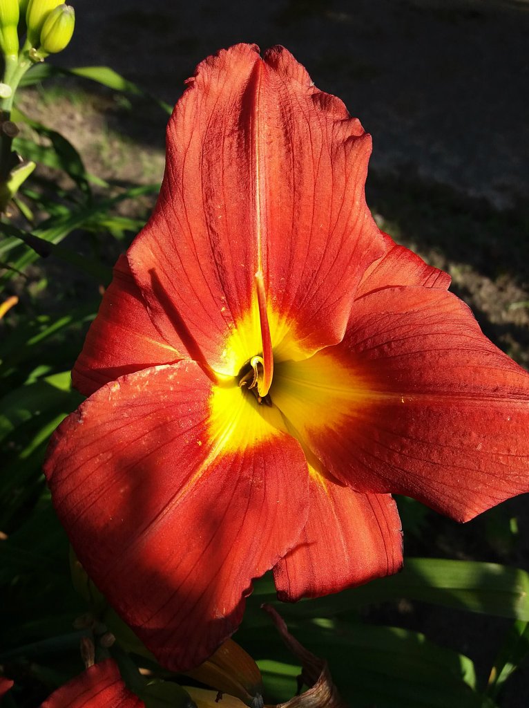 Liliowiec ogrodowy