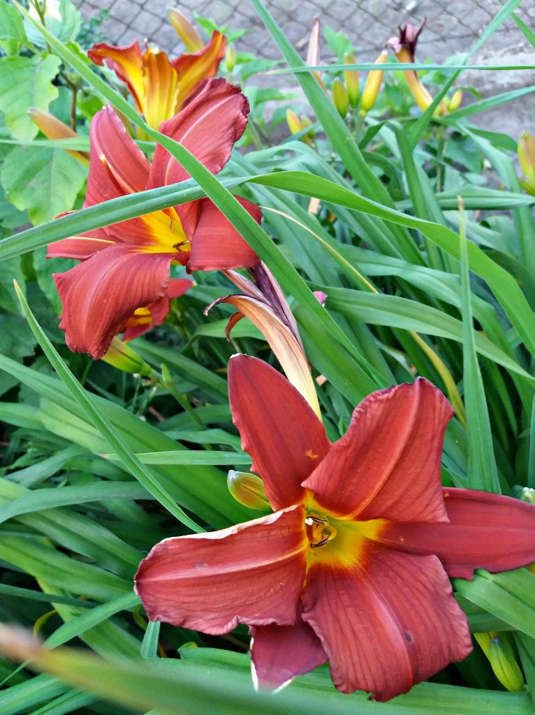 liliowiec