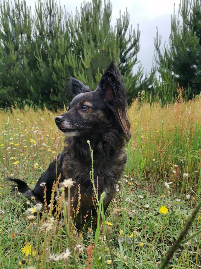 NyNuLkA
