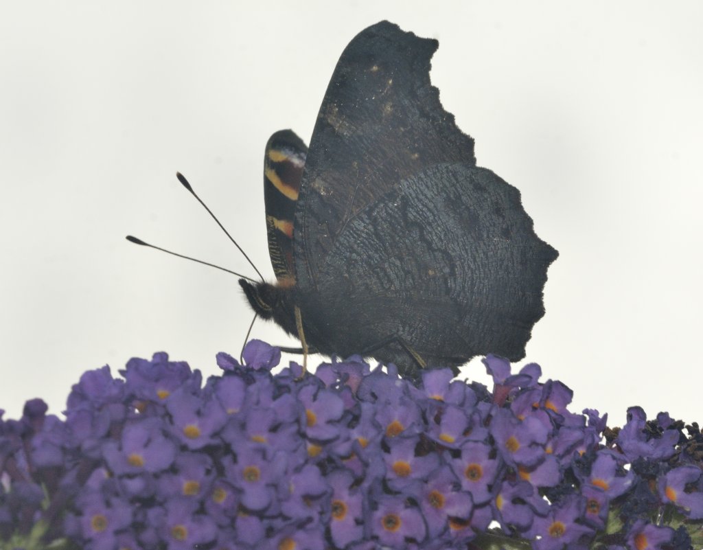 motyl