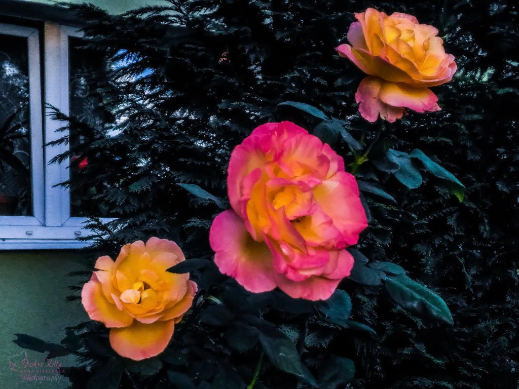 RӯE