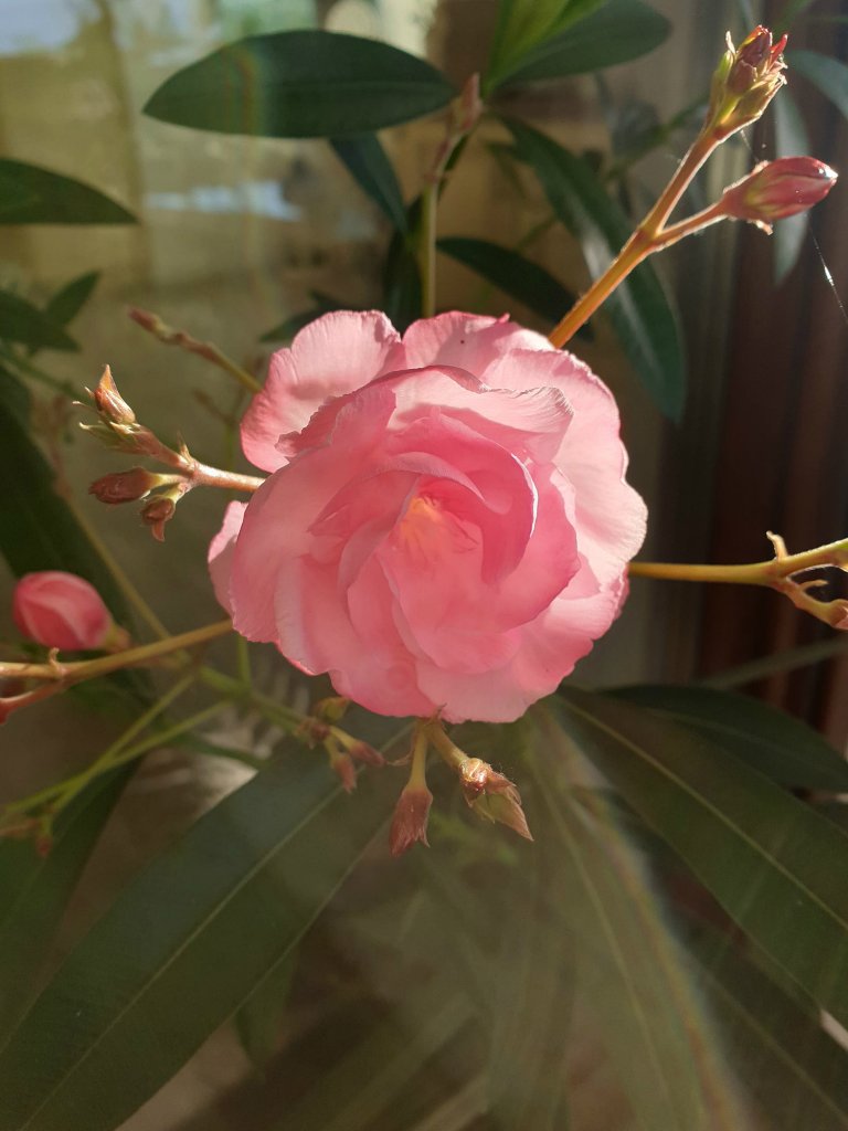 Oleander zakwit pierwszy raz!!!