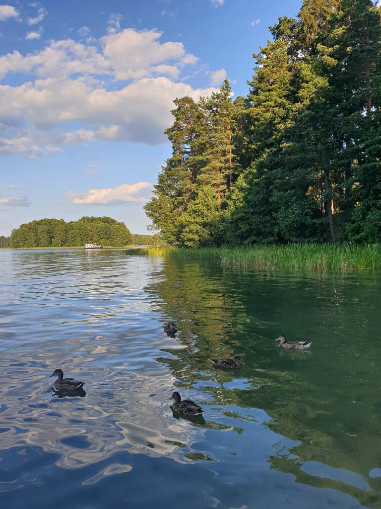 egnam Augustw i kaczuszki !