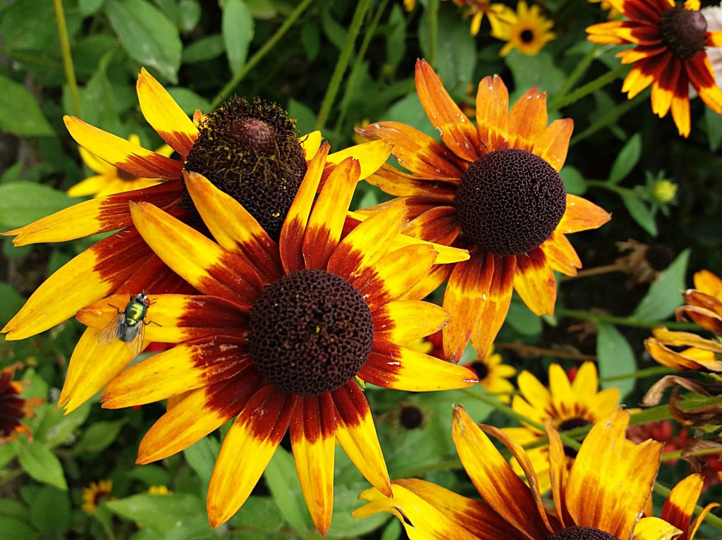 Rudbekia ju powoli przekwita !