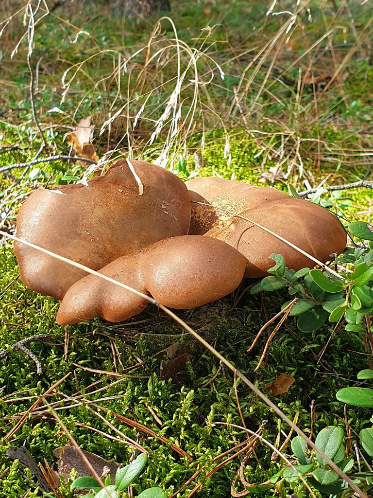 krowiak podwinity - olszwka