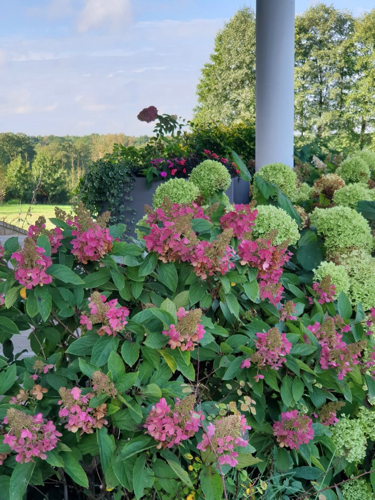 hortensje zmieniy barw