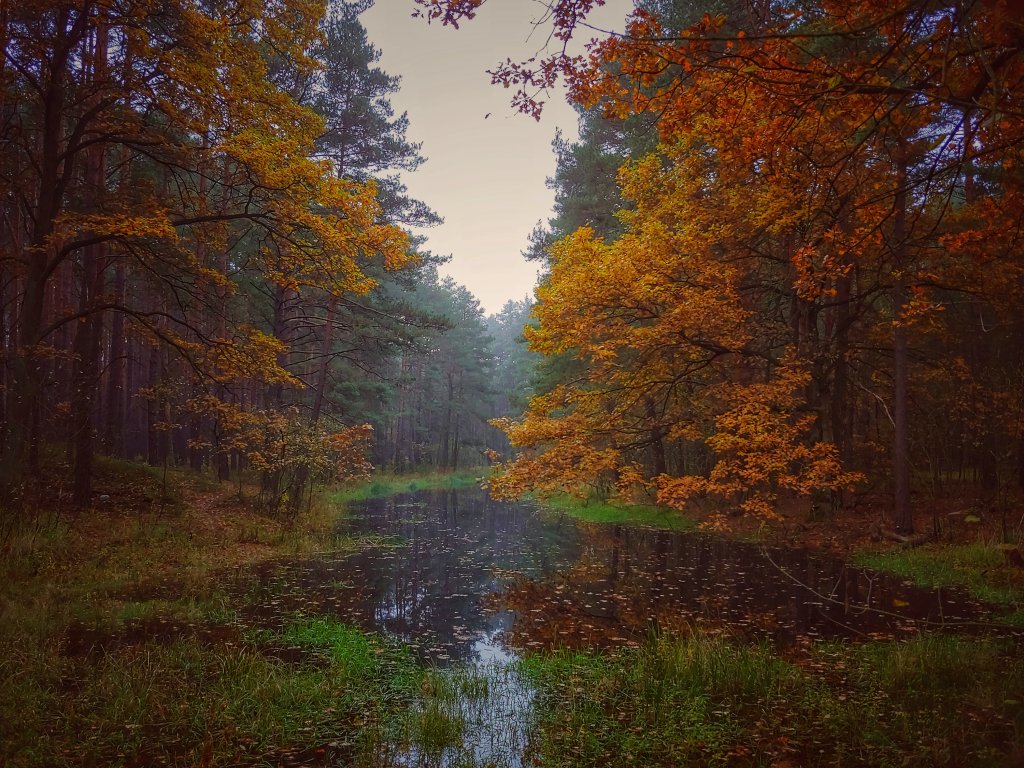 October rust