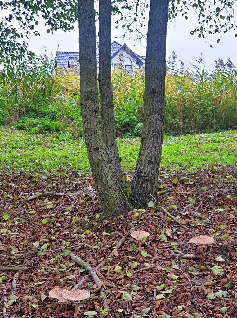 W dzikiej czci ogrodu sowy...