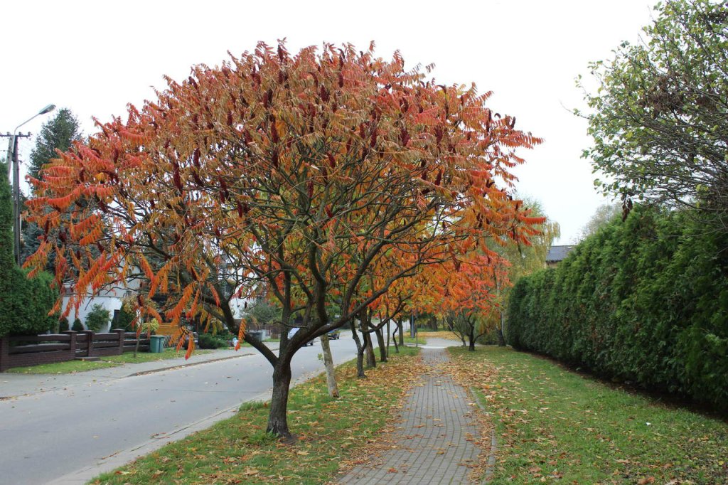 Tczew - ulica Norwida