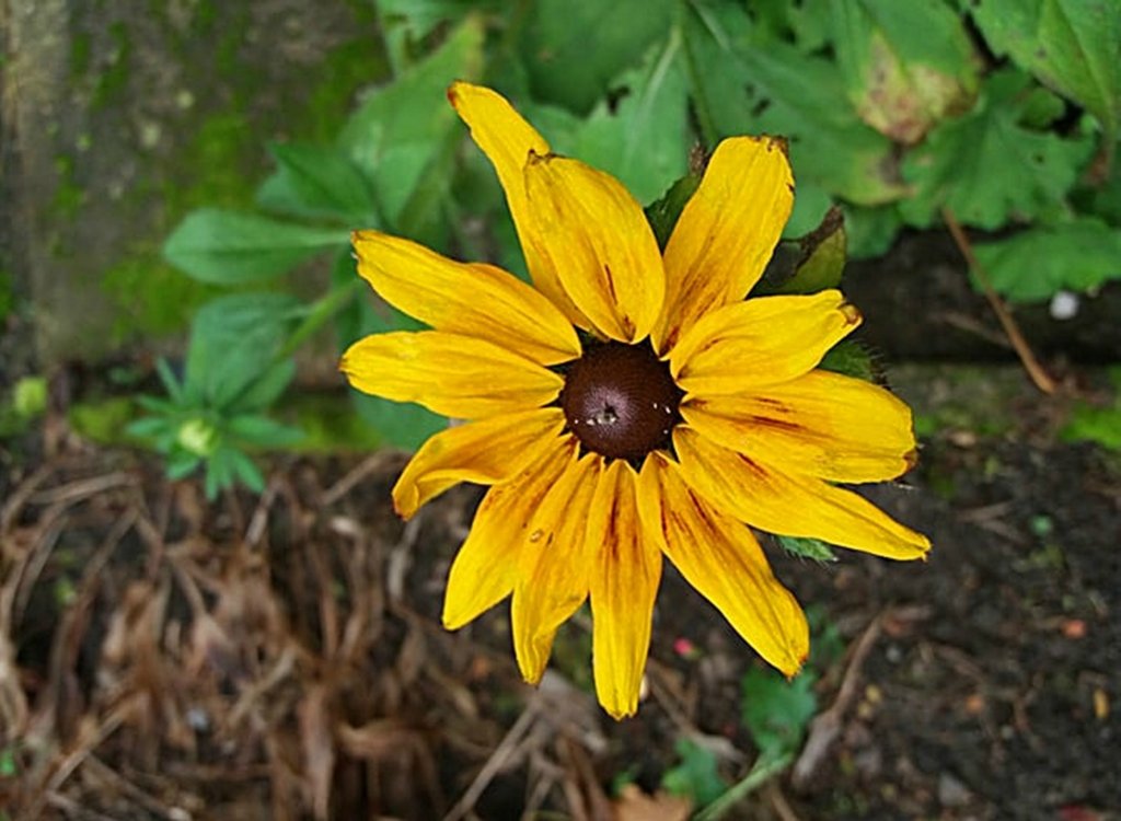 Rudbekia czuje jeszcze lato!