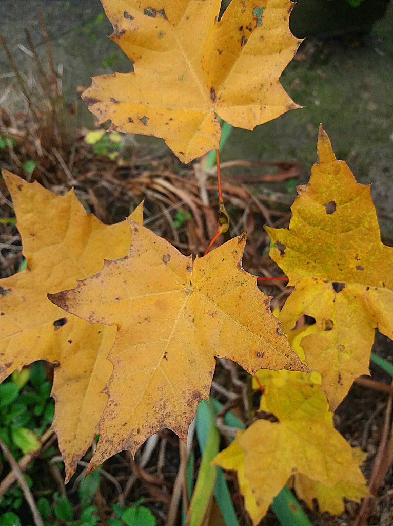 ostatnie licie na drzewach...