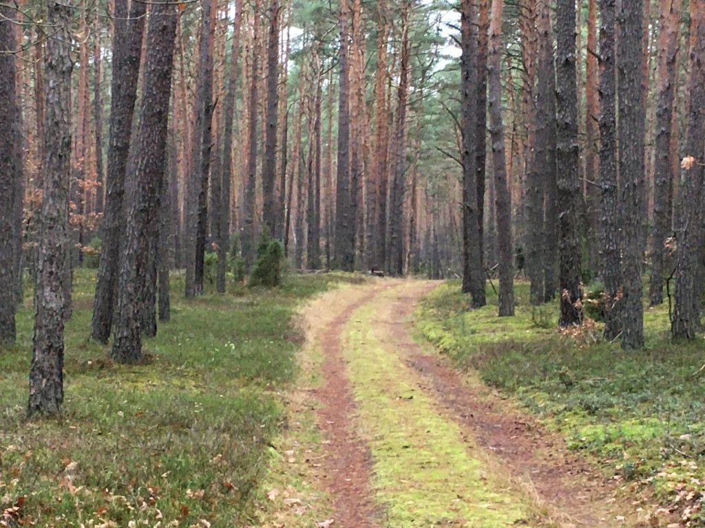 Biela - Rybitew - Wilkw