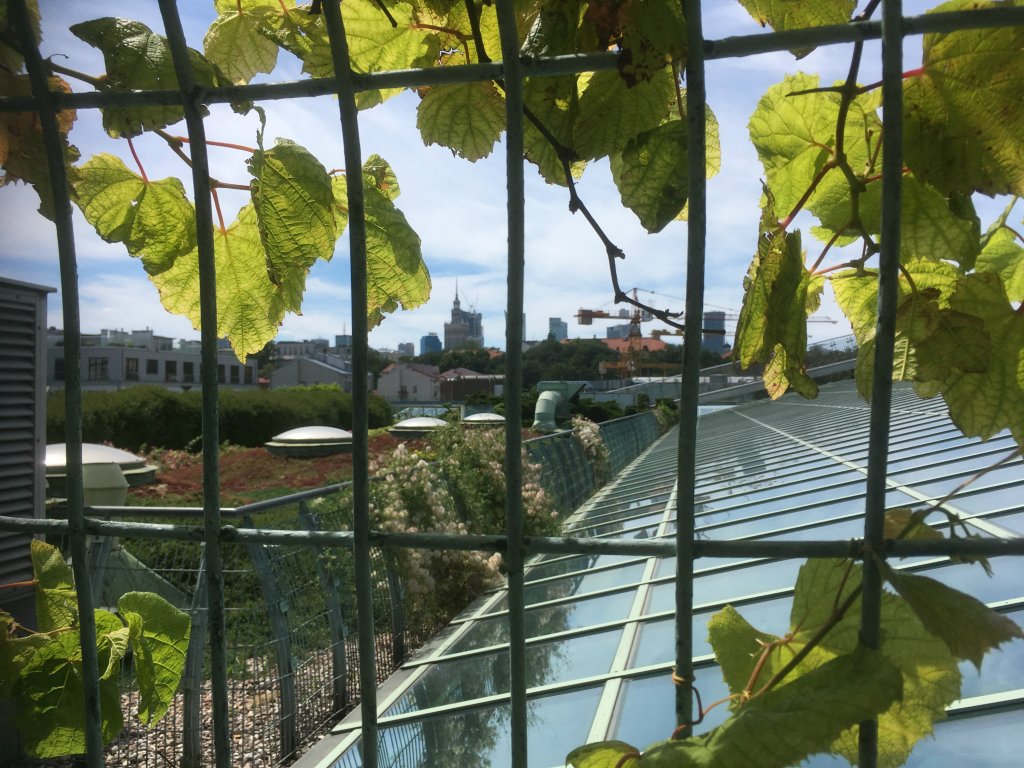 Refleksja