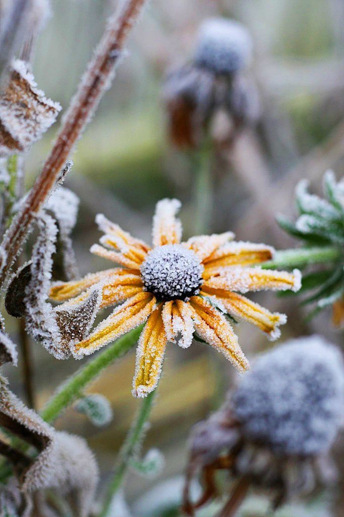 Rudbekia walczy z zim!