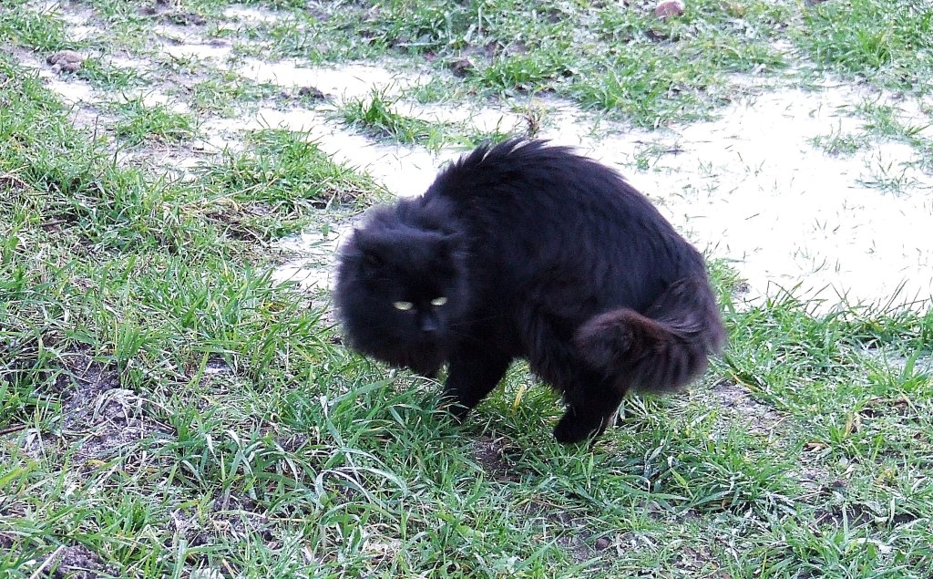 Behemot.