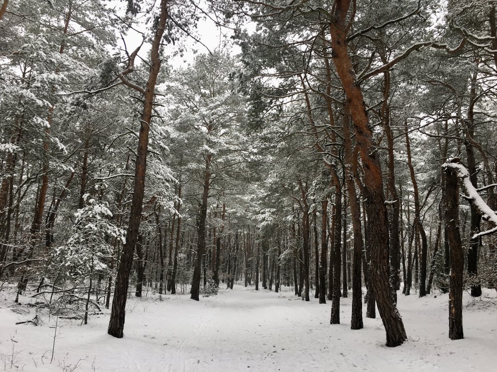 Snow Job 14k