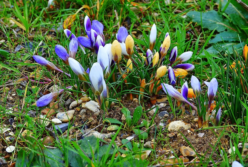 krokusy ju kwitn 