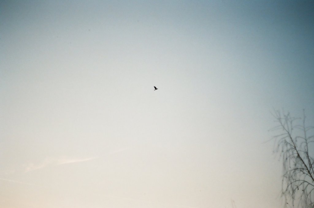 bird