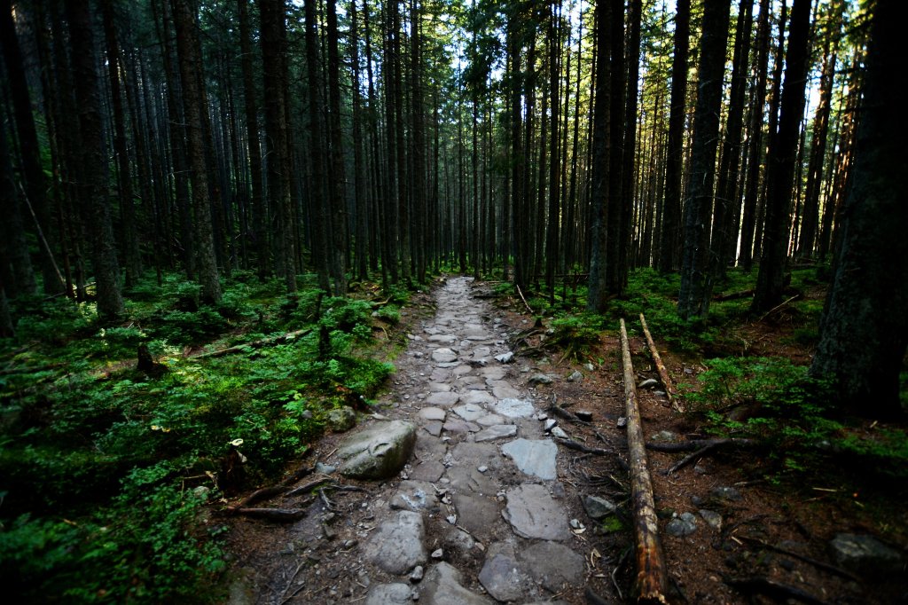 Into the woods.