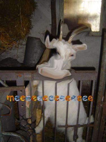 Wpis kowalik