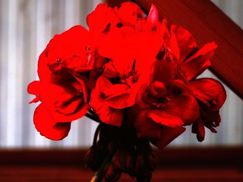 Wpis flamenco