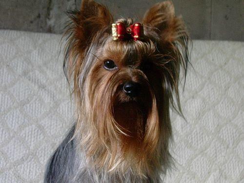 Wpis yorkies