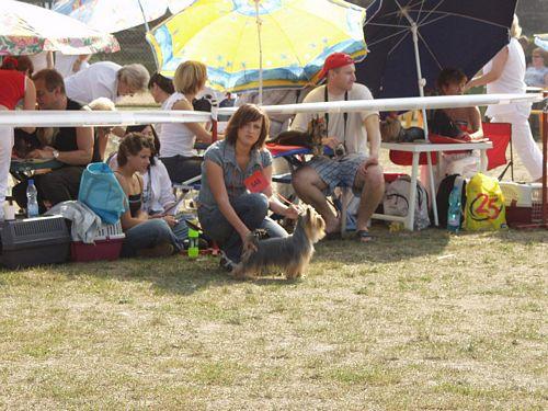Wpis yorkies