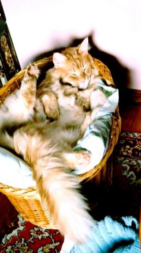 Wpis luckycat