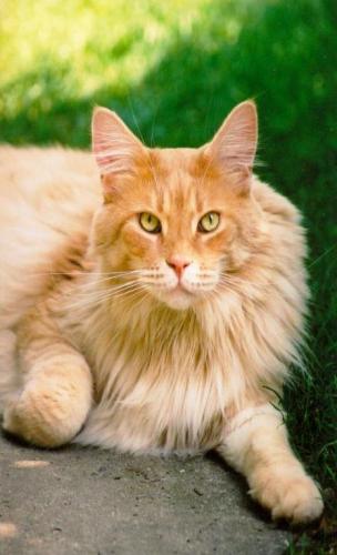 Wpis luckycat