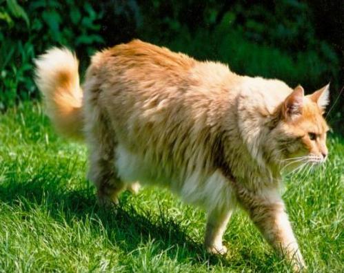 Wpis luckycat