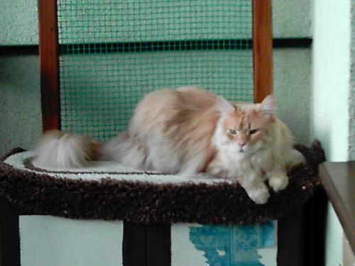 Wpis luckycat