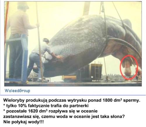 Wpis paolailawa