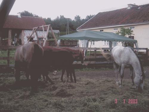 Wpis dzieffczynki