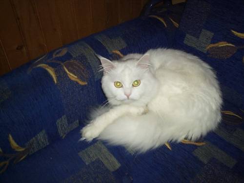 Moj kotek